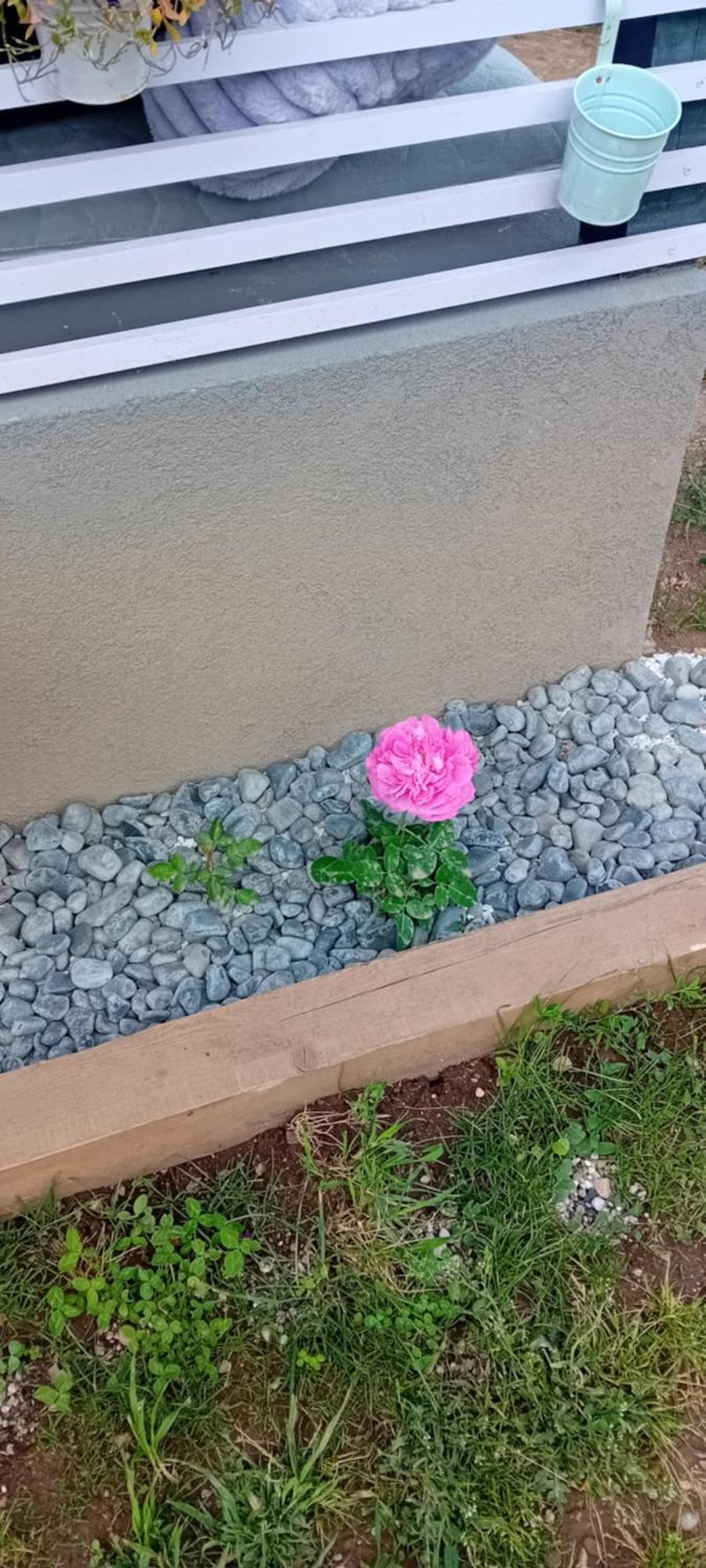 Rose Room 40M2 With Terrace 25M2 In Greeny Area For 4 Person Ljubljana Dış mekan fotoğraf